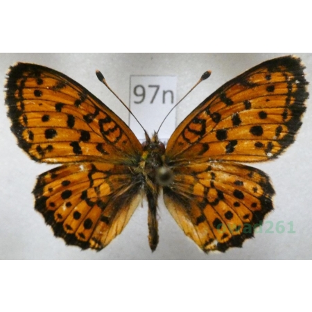 Brenthis ino Rottemburg, 1775 male Dostojka ino Poland97n